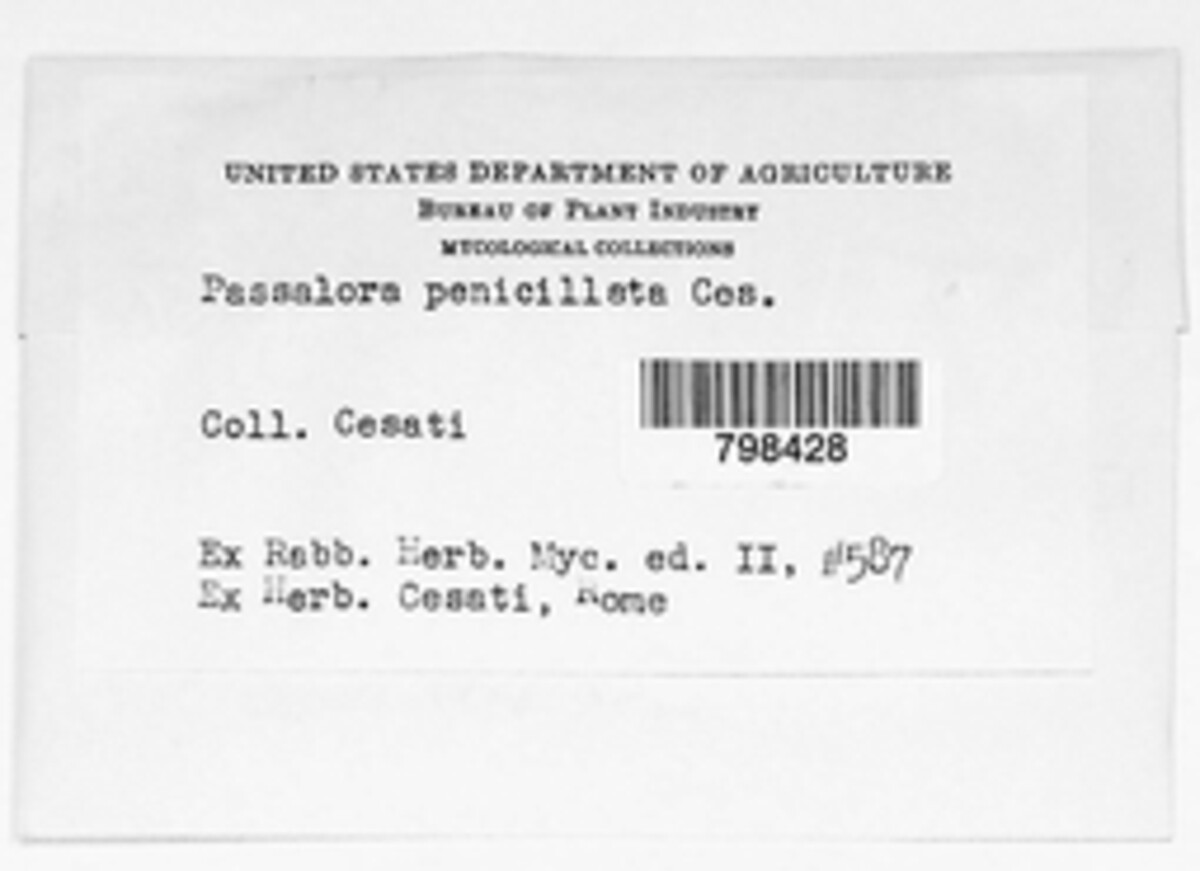 Passalora penicillata image